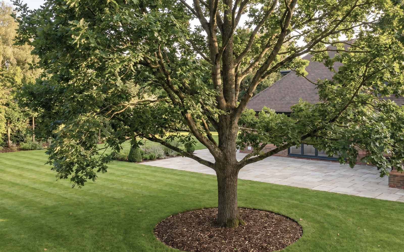 Poplar Tree Surgery Work