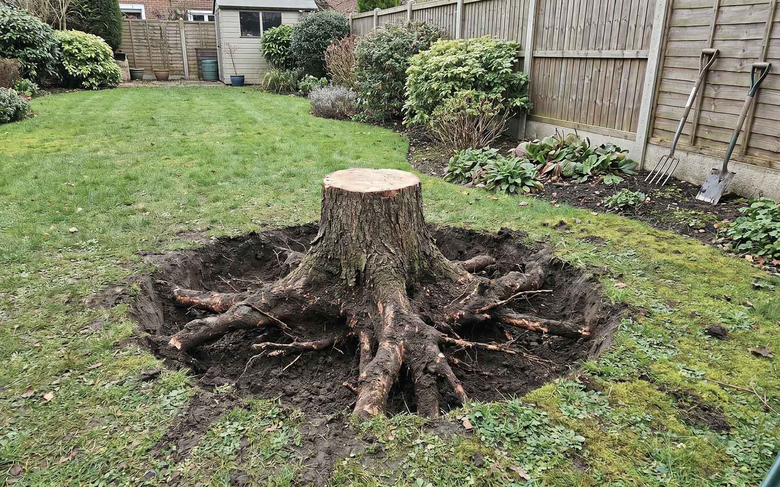 Poplar Tree Surgery Work