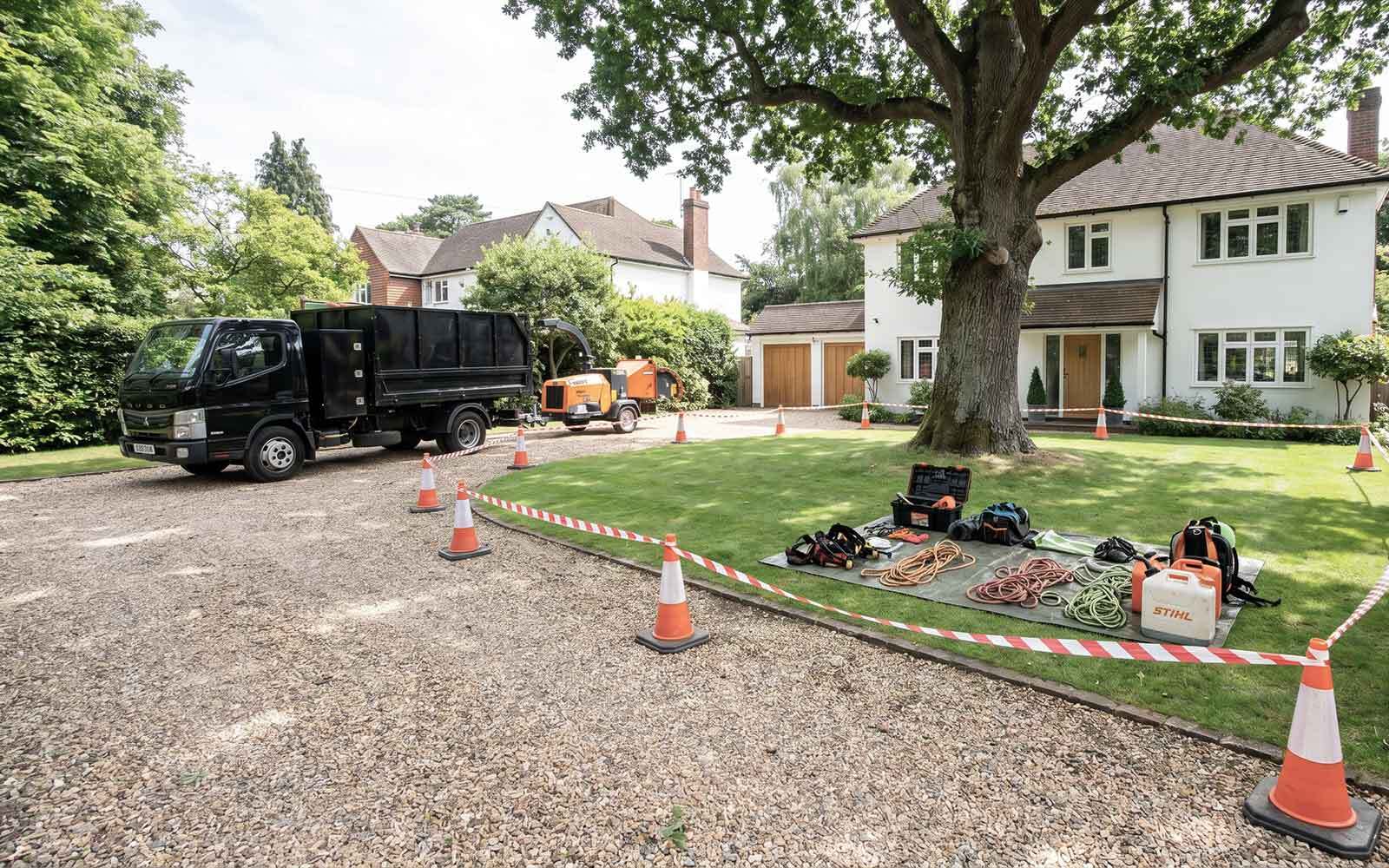 Poplar Tree Surgery Work