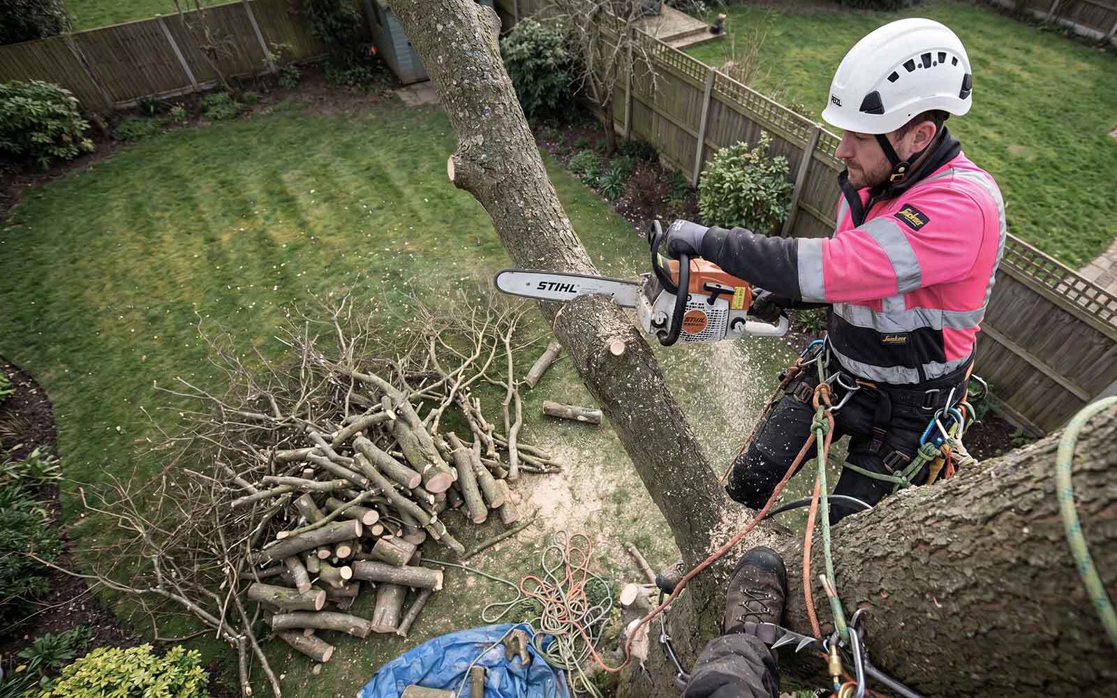 Poplar Tree Surgery Work