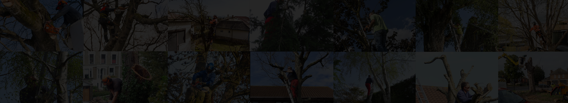 Poplar Tree Surgery